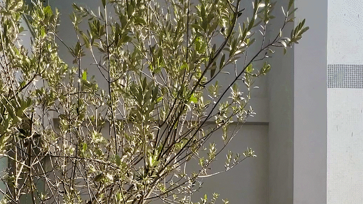 容光丨中国潮州丨今古凤凰-52