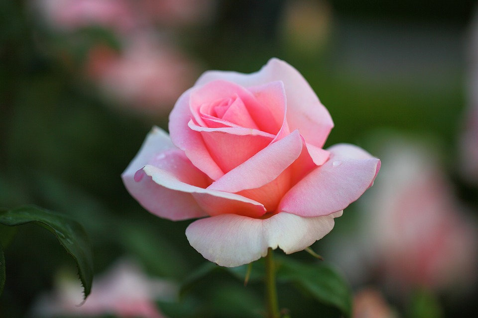 摩纳哥格蕾丝公主玫瑰花园丨雷尼尔三世亲王-29