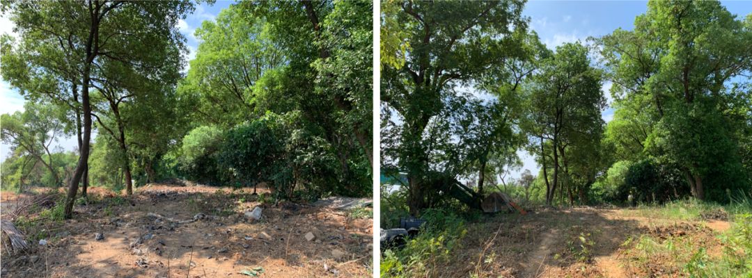 南昌融创雪个庭示范区 | 香樟林中的诗意栖息-9