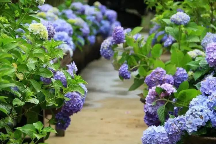 花园植物养护篇·绣球-9