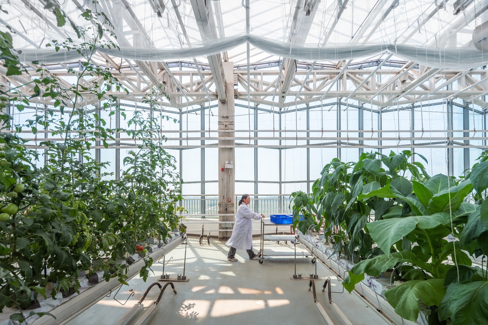 衡水垂直农场丨中国衡水丨van Bergen Kolpa建筑事务所-48