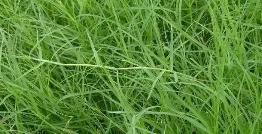 私家花园草坪种植与养护攻略-19