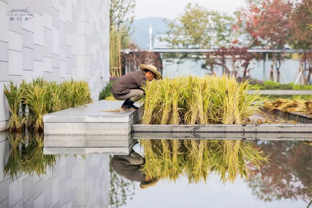 《雁归来》 | 水乡文化的现代解读-129