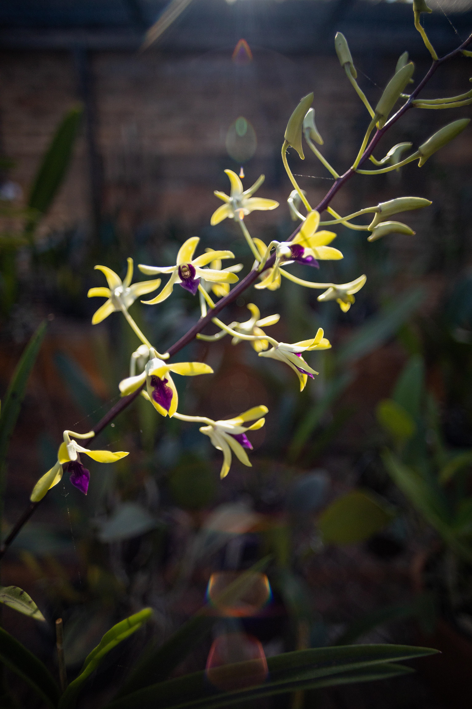 室内植物设计-57