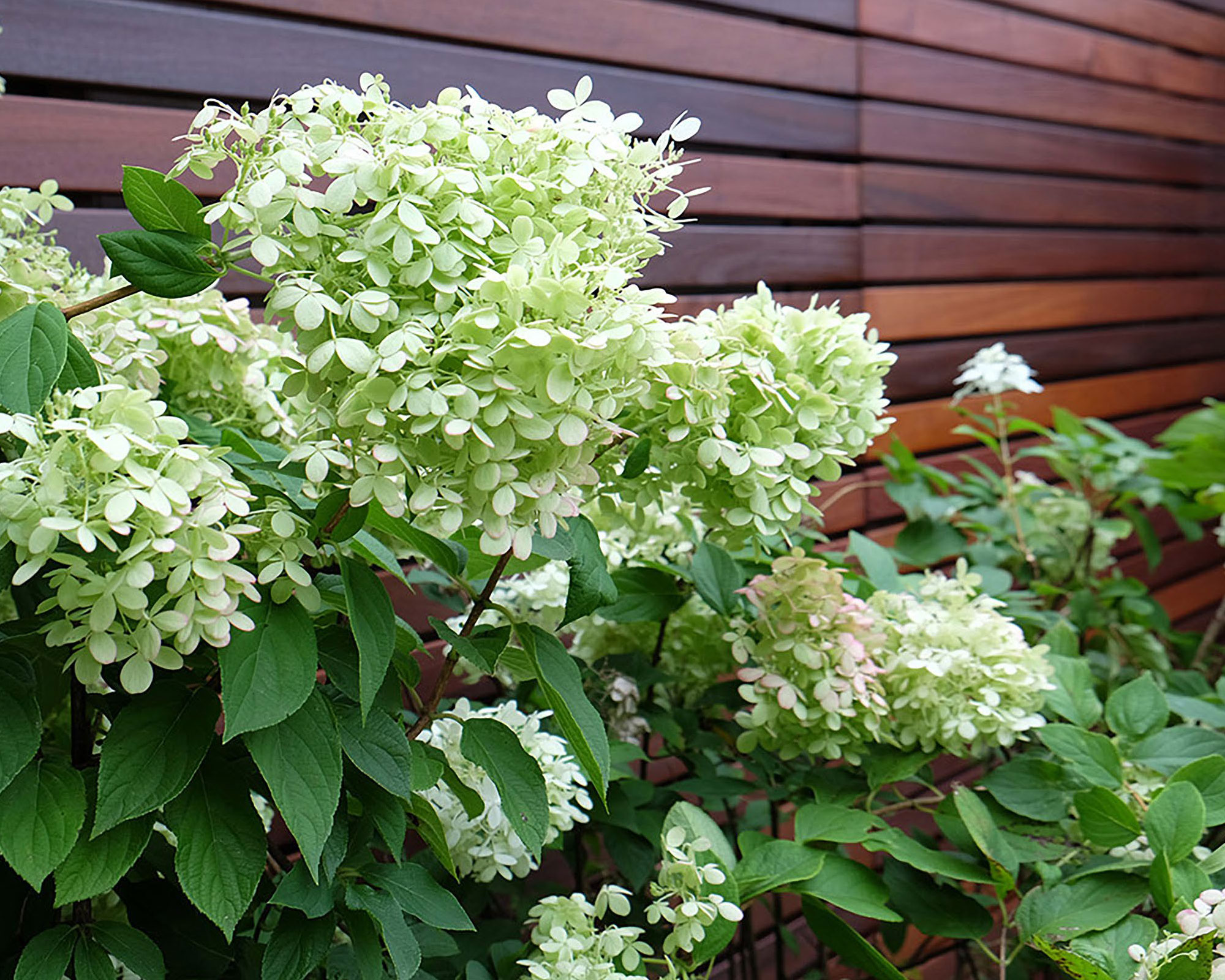 丨美国芝加哥-17