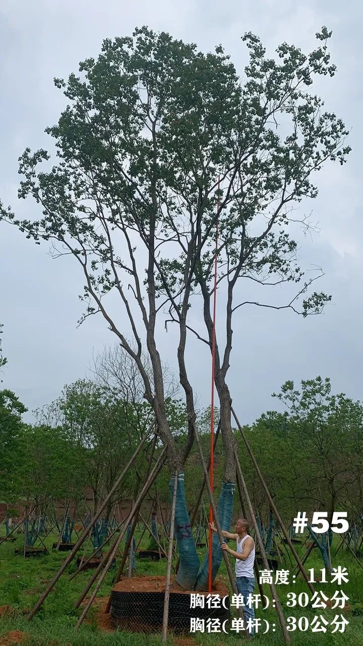 湖南衡阳 148 棵精品乌桕景观设计丨中国衡阳丨看见景观-65