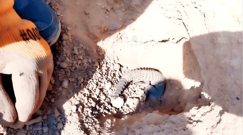 优秀项目部风采|守护红海沙漠生态：埃及风电项目的绿色实践-27