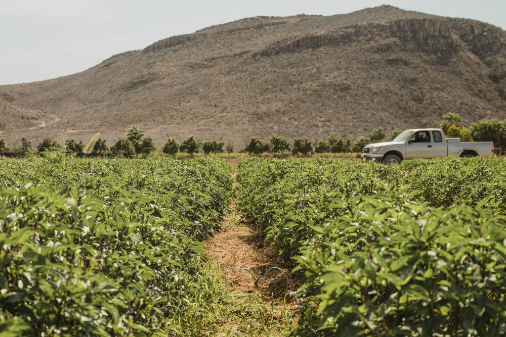 墨西哥托多斯·桑托斯度假酒店丨耶克塔霍·瓦尔迪兹建筑师事务所-39