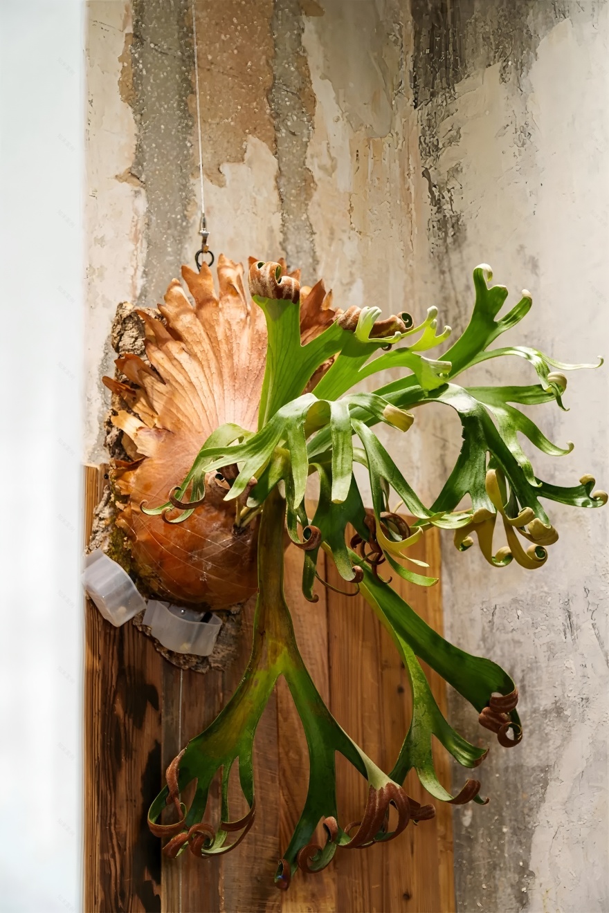 《绿觅 · 尾巴屋》西安宠物店丨中国西安丨陕西梁辰造物建筑设计-21