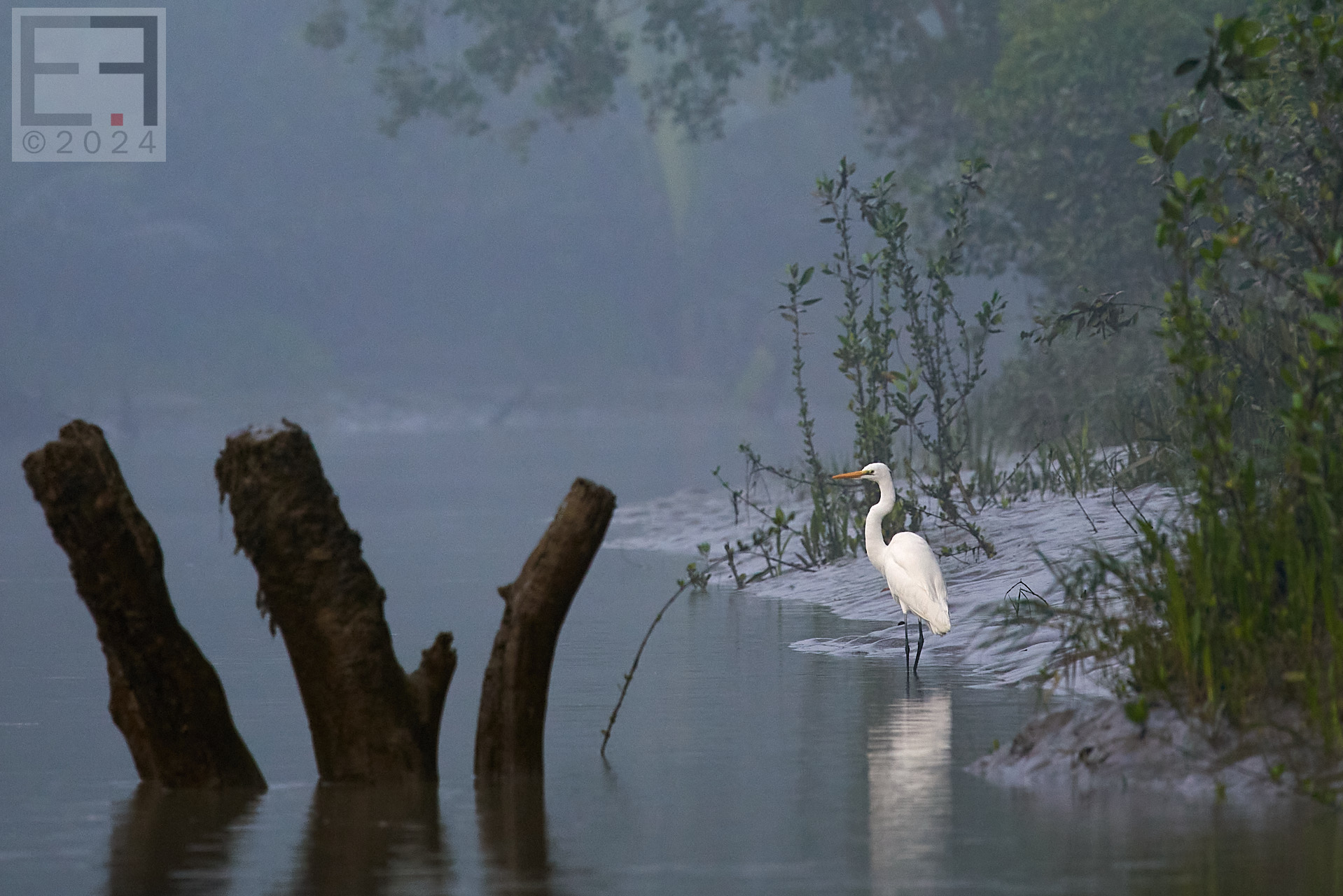 孟加拉国孙德尔本斯红树林保护与开发-3
