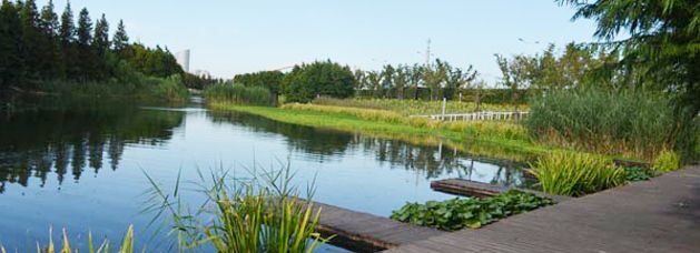 Turenscape’s Houtan Park（后滩公园）丨中国上海-1