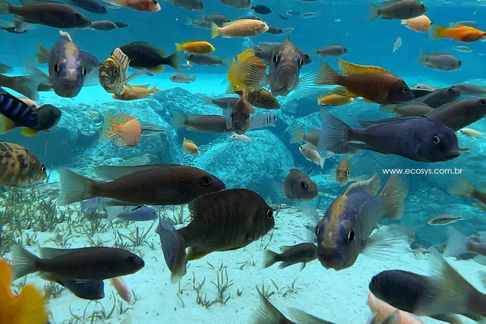 天然游泳池 – EAK-13