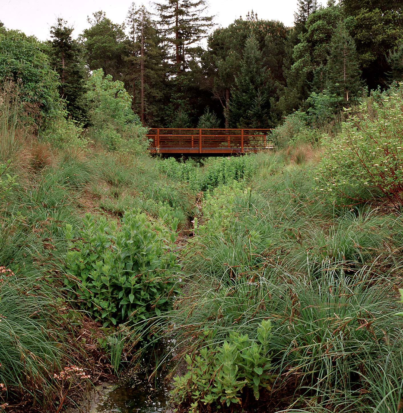 美国希尔斯伯勒住宅景观 hillsborough residence by Lutsko Associates Landscape-3