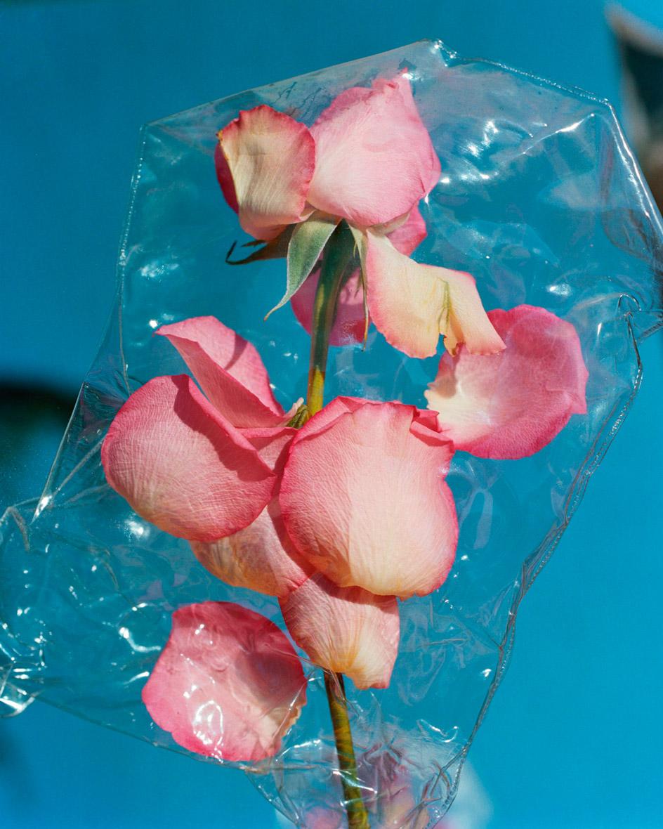 塑料覆花 | 环境危机的沉痛隐喻-31