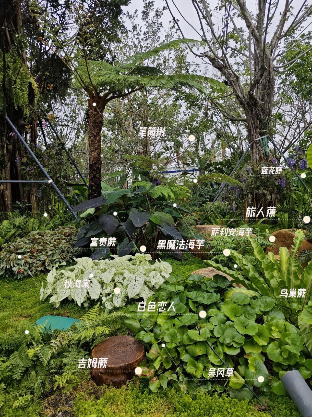 三亚海棠河生态公园阔叶浅溪段的花境生态营造丨中国三亚丨LOLA景观建筑设计事务所-43