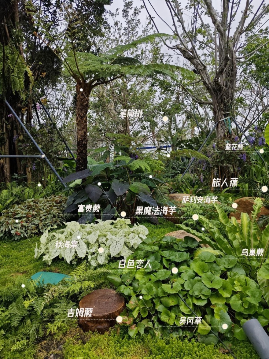 三亚海棠河生态公园阔叶浅溪段的花境生态营造丨中国三亚丨LOLA景观建筑设计事务所-43