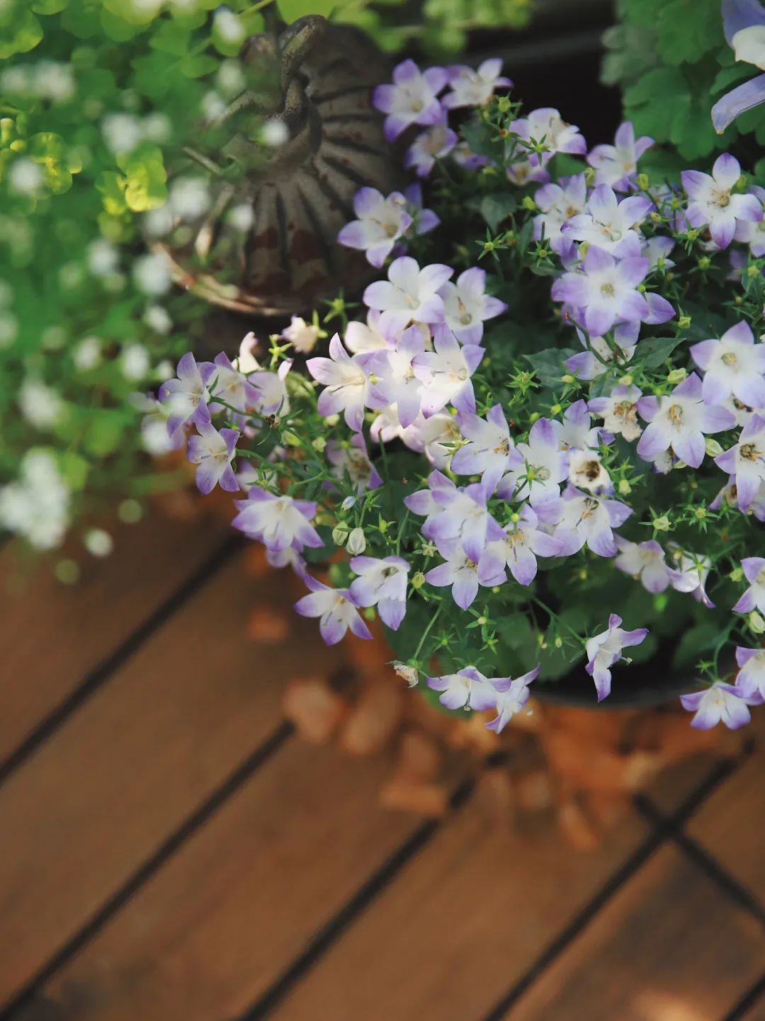 5㎡小阳台，打造治愈系小花园-36