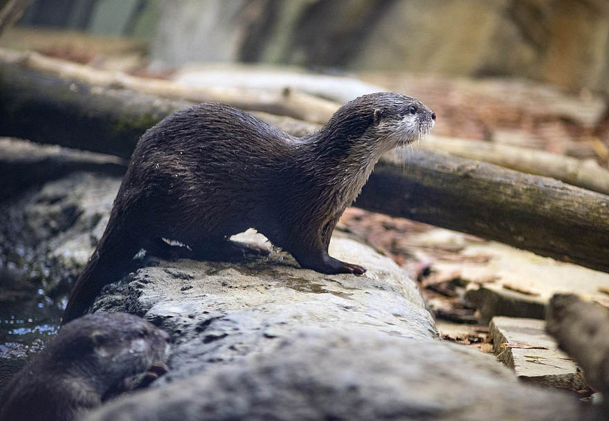 莫斯科水族馆水獭和海豹围栏及展区更新丨俄罗斯莫斯科-27