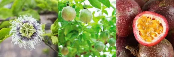 四季花开不间断的阳台打造指南-39