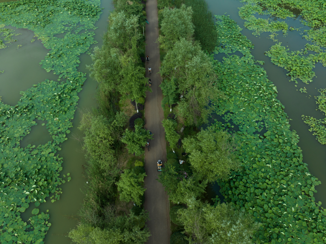 白鹭湾湿地公园自然探索基地丨中国成都丨上海柏熙标识有限公司-12