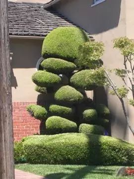 室内设计打造造型植物的独特魅力丨艺汉卿-5