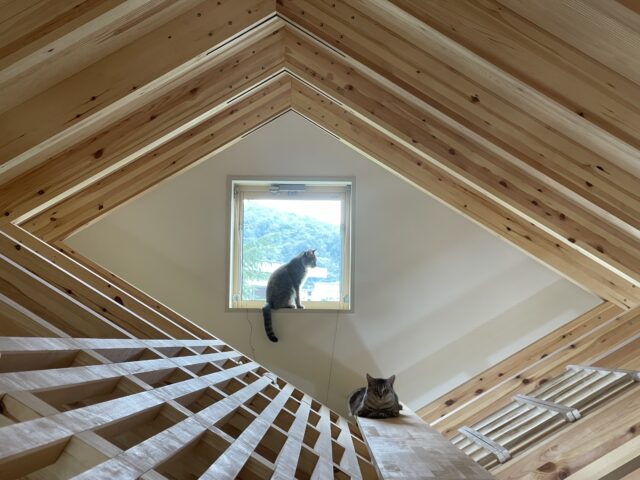 住吉山手の家（犬と猫と音楽の家）丨日本兵库丨ファウナ・プラス・デザイン一級建築士事務所-38