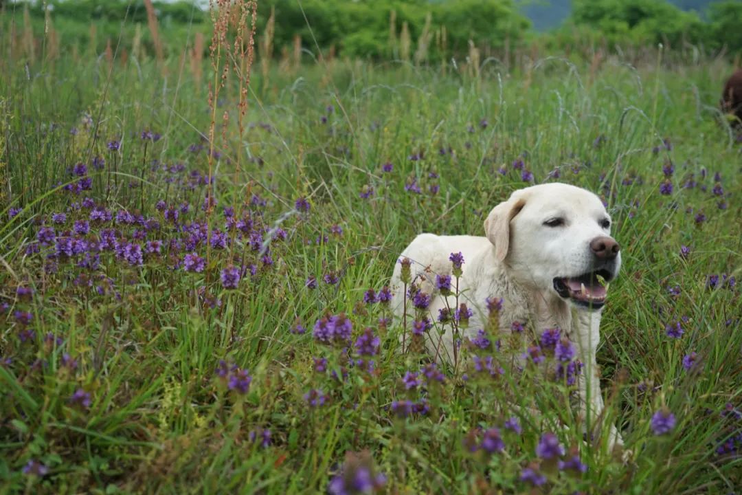 回声花园 · IT 夫妇的乡野生活丨中国黄山丨红子,小可夫妇-89