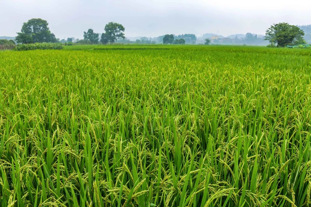 春风蓝田丨中国南通丨GTS 蓝颂设计-8