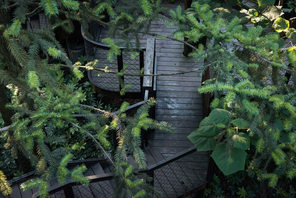 齐云山树屋世界-92