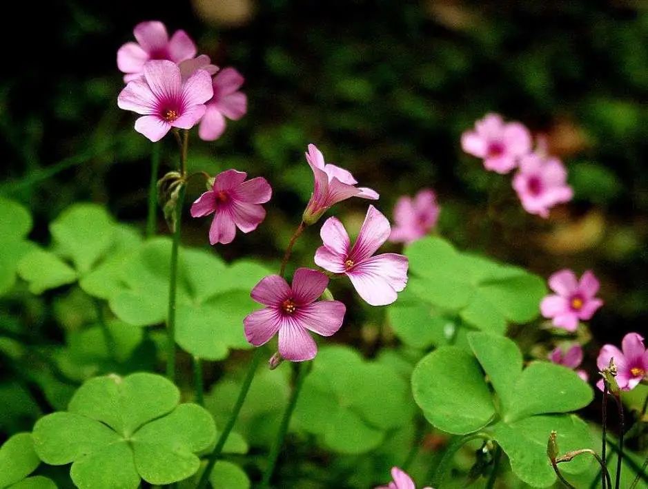 夏日花园养护攻略，打造梦想花园-38