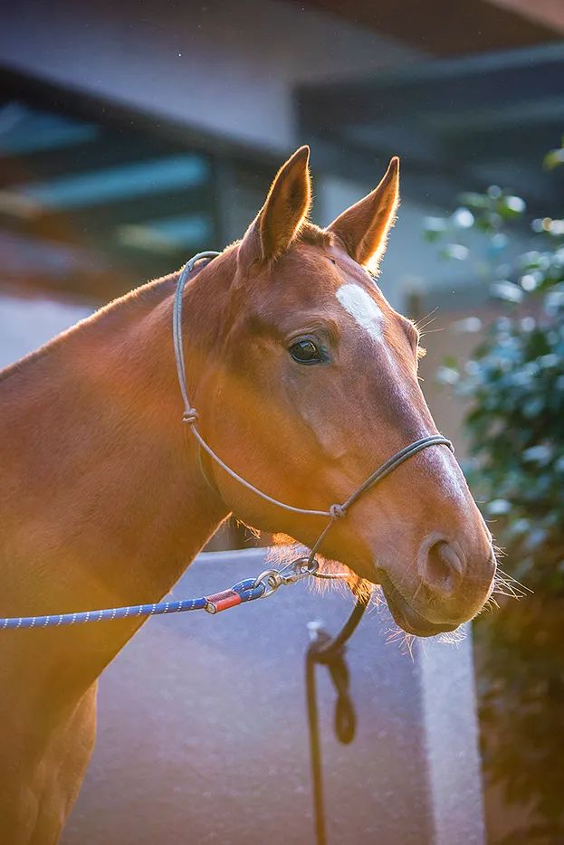 新昌安岚酒店丨中国绍兴丨HBA-108
