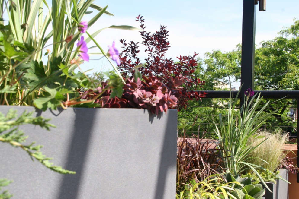 Cobble Hill Rooftop & Pergola-15