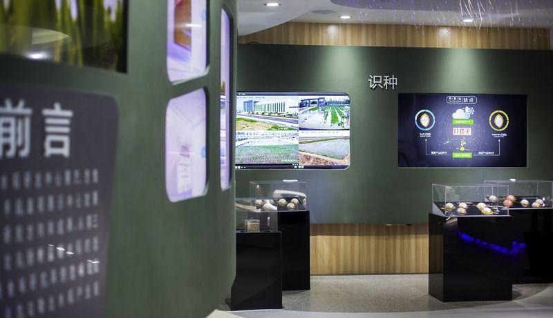 海水稻科技展厅，现代科技与传统水稻文化的完美融合，农业展厅-17