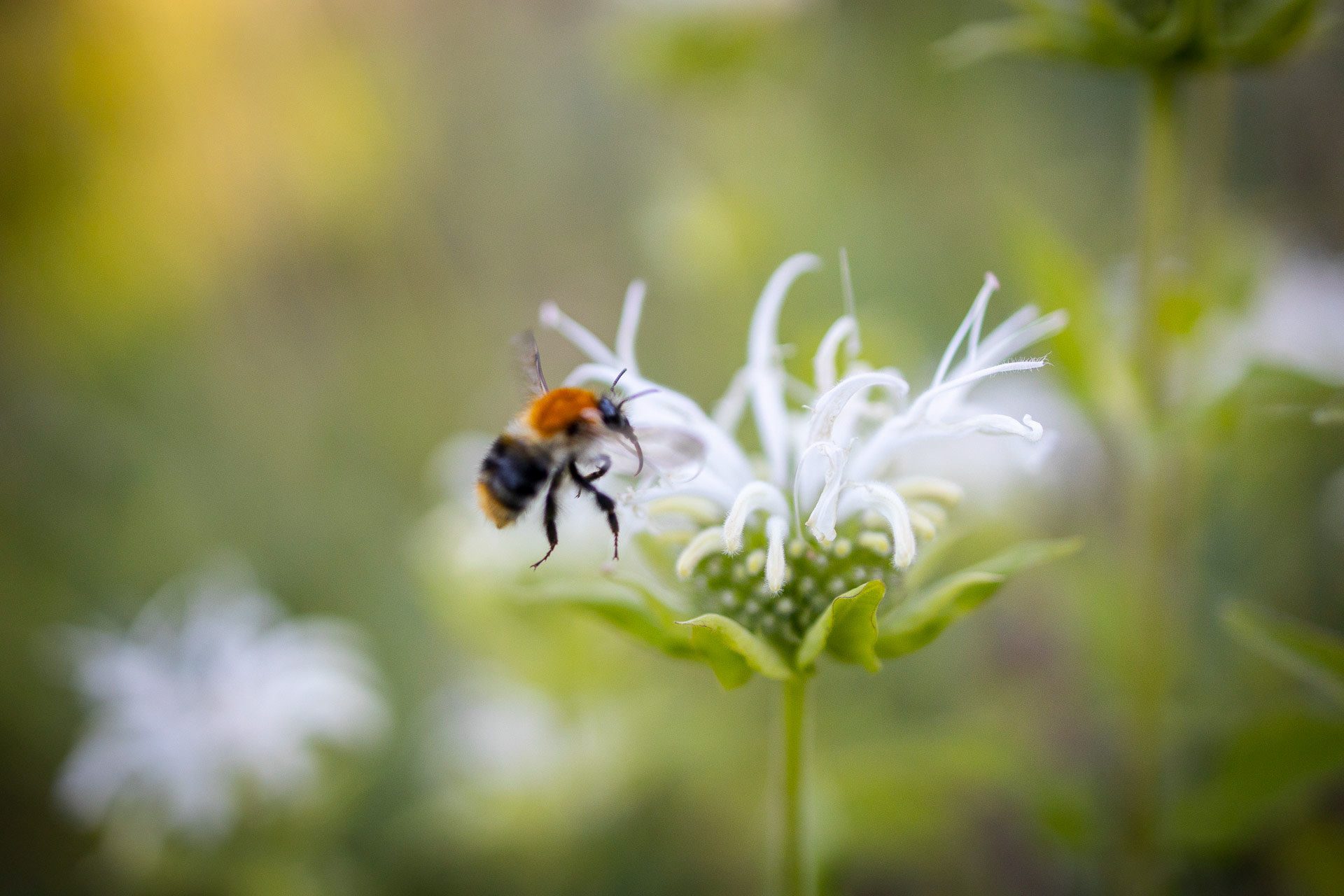 TUREK · ogród z ryską（有风险的花园 · 图雷克）-18