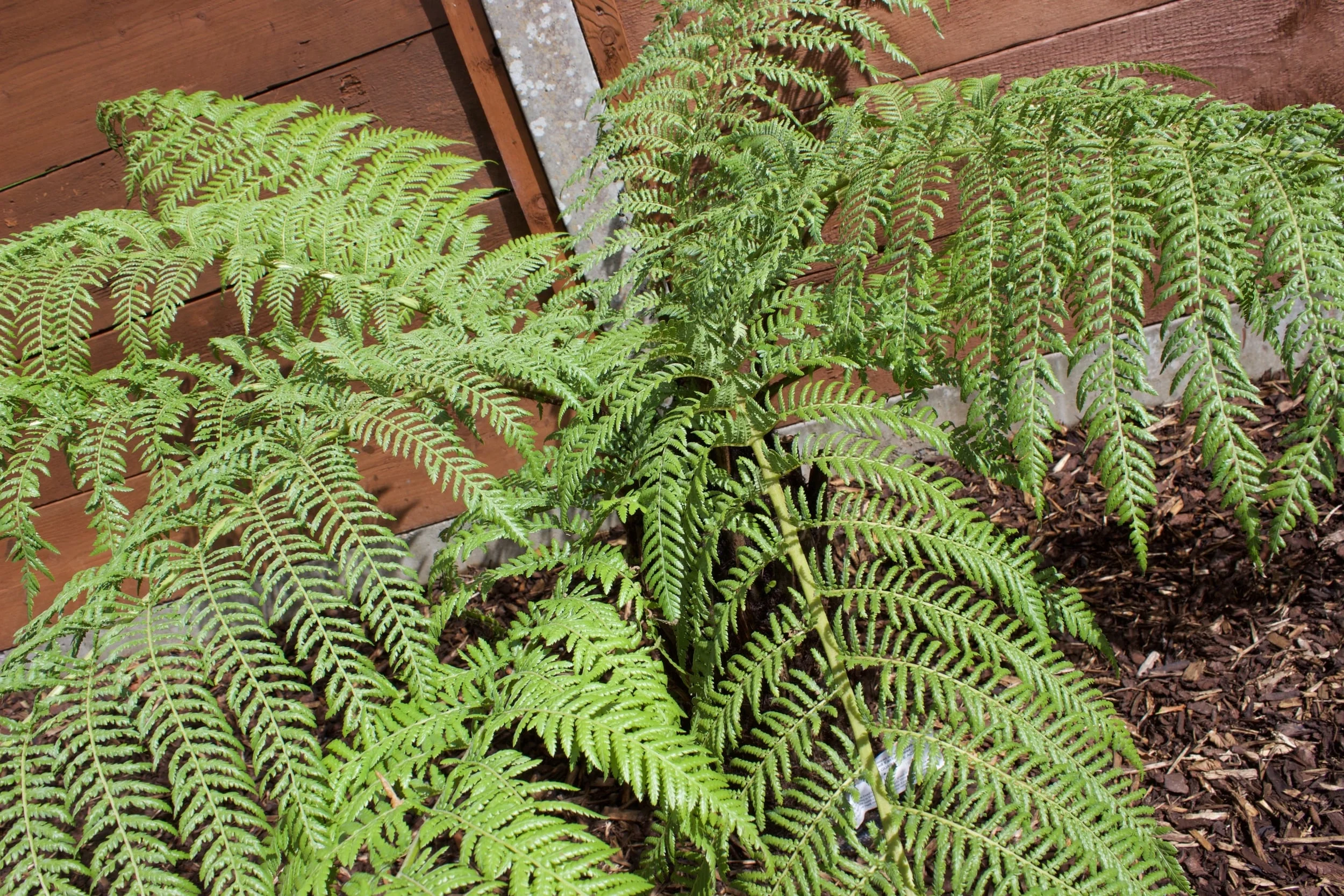 高尔夫果岭景观设计与建造项目丨爱尔兰都柏林-6