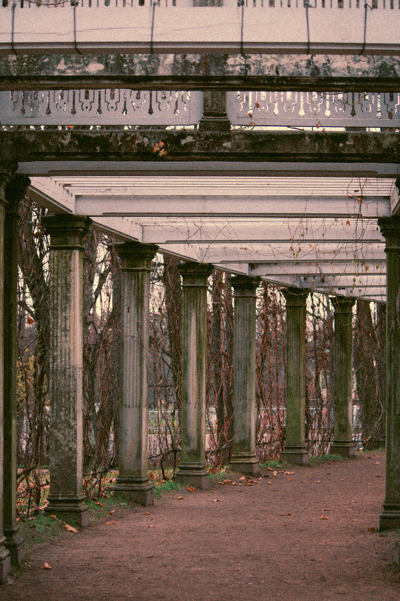 remnants of autumn in Pushkin-1