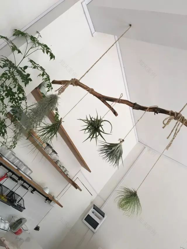 两个小女生,造了一间全镇上最文艺的花房,从此与花草为伴-104