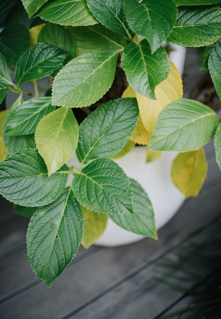 赫斯基森项目  GNK景观设计公司（这里GNK为特定名称，若无更多背景难以更精准翻译，推测一般为专业领域的公司名称，Landscapes可理解为景观设计公司等相关含义） -44