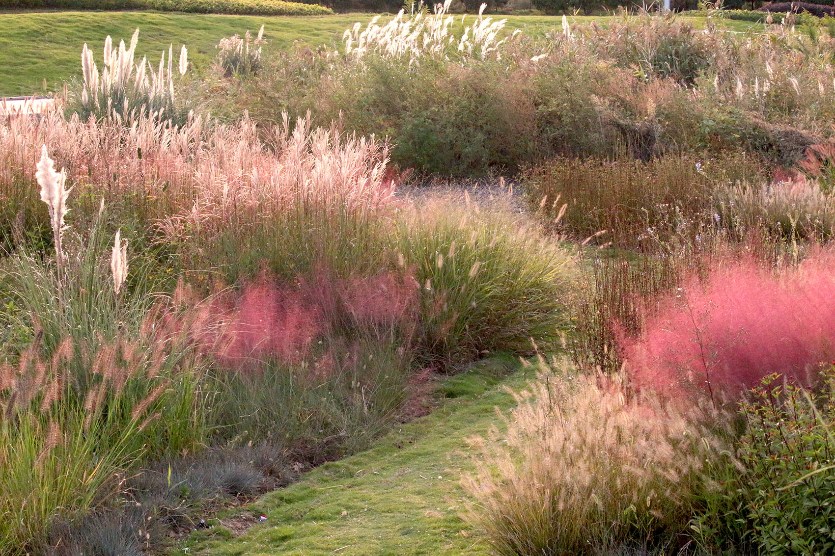 多岛海野草公园丨中国日照丨孔祥伟工作室-133