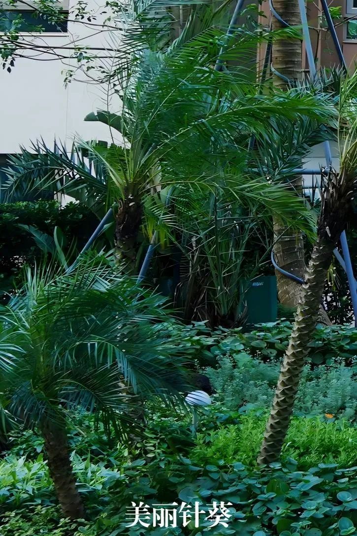 于热带秘境中编织生活美学|江东麓岛阅海澜岸2期花境项目-36