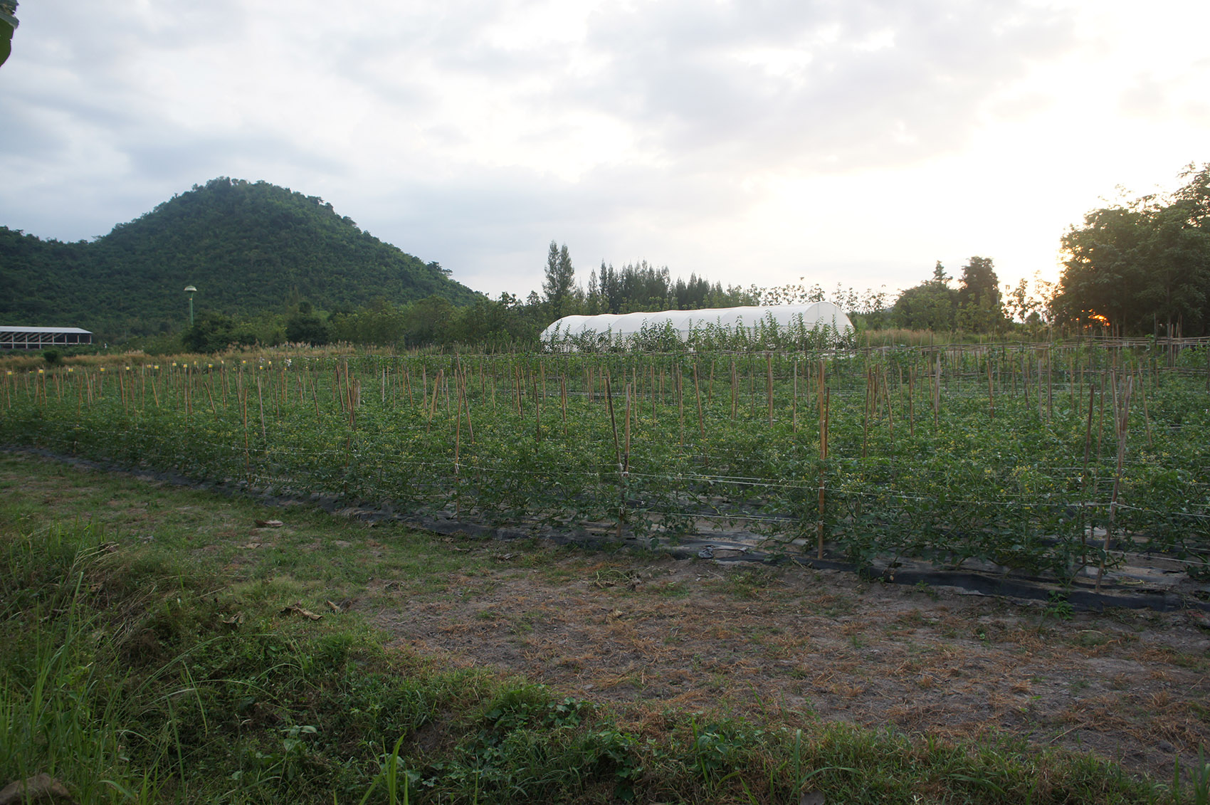 都市农场，泰国 / Integrated Field Co.,Ltd.-79