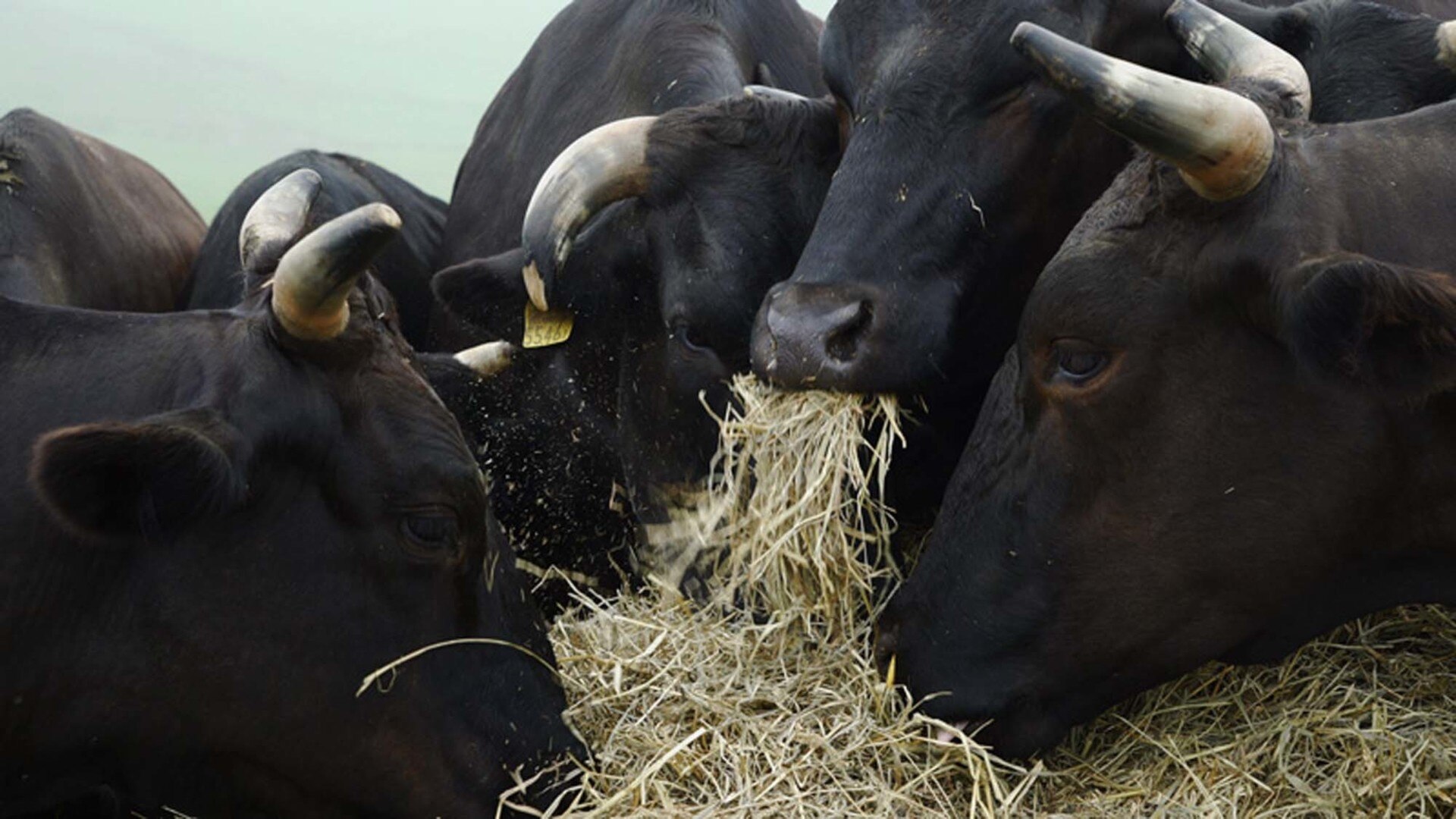 2018 悉尼双年展艺术家群像 | 多元化艺术盛宴-3