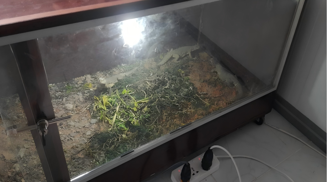 优秀项目部风采|守护红海沙漠生态：埃及风电项目的绿色实践-21