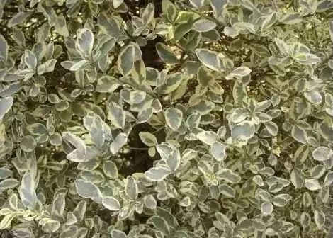 花境设计常用 60 种植物,让花园变得绚丽多彩-32