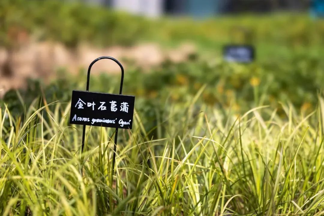 蓝城宁波桂语风荷丨中国宁波丨浙江蓝颂园林景观设计集团有限公司-34