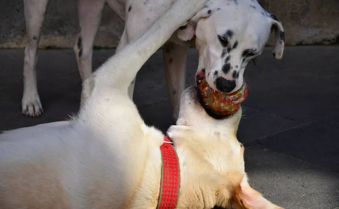 西安-- 甘肃-- 青海-- 西藏-- 云南环游之旅 | 诗和远方的田野-178