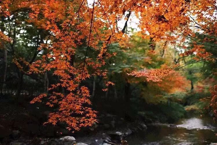 山居岁月 | 与自然共舞的生活美学-5