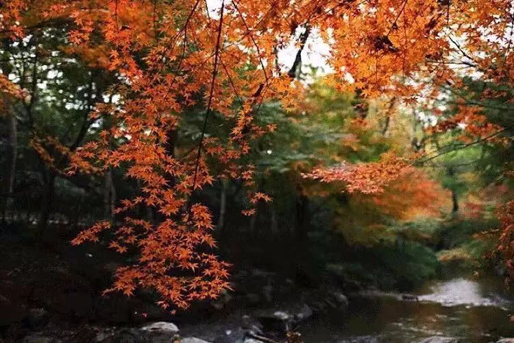 山居岁月 | 与自然共舞的生活美学-5