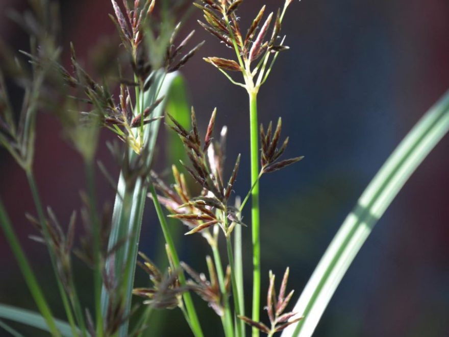 Eau de bonheur - Didier Danet - Entreprise Paysagiste-20