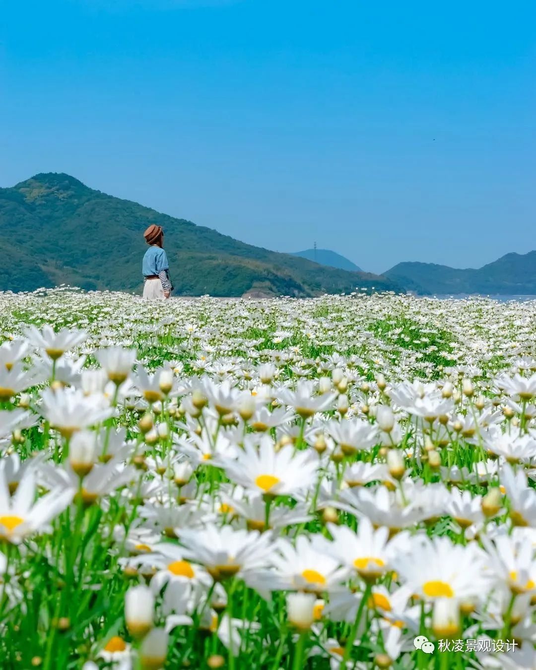 园林文化——寓意解析 | 四君子、花王与雪中四友-90